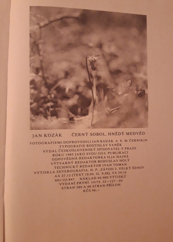 Černý sobol, hnědý medvěd - Image 2